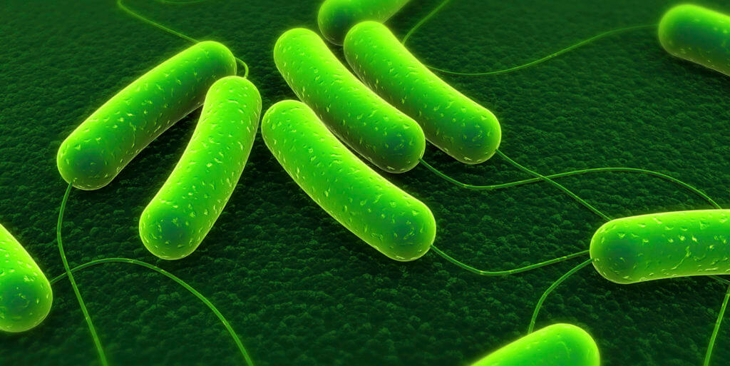 The Truth About E.coli