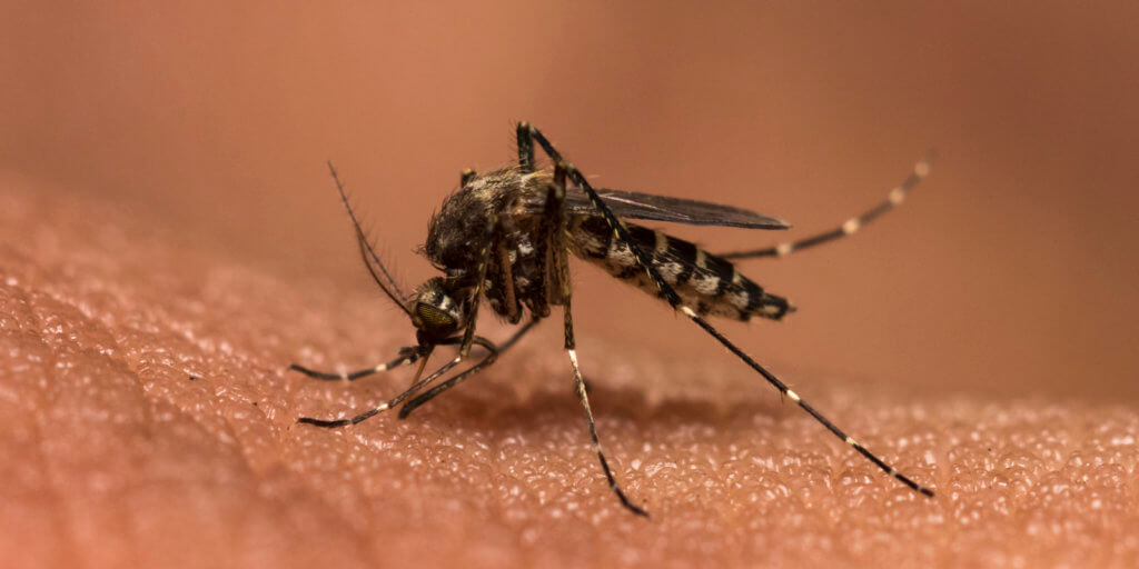 What You Need To Know About the Zika Virus