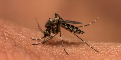 What You Need To Know About the Zika Virus