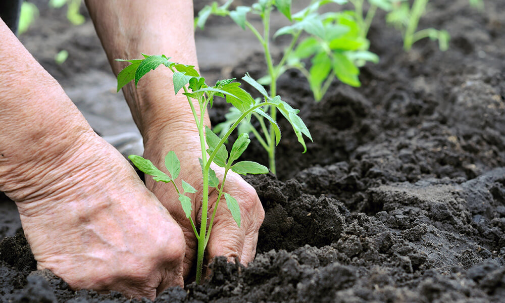 Gardening Health Benefits