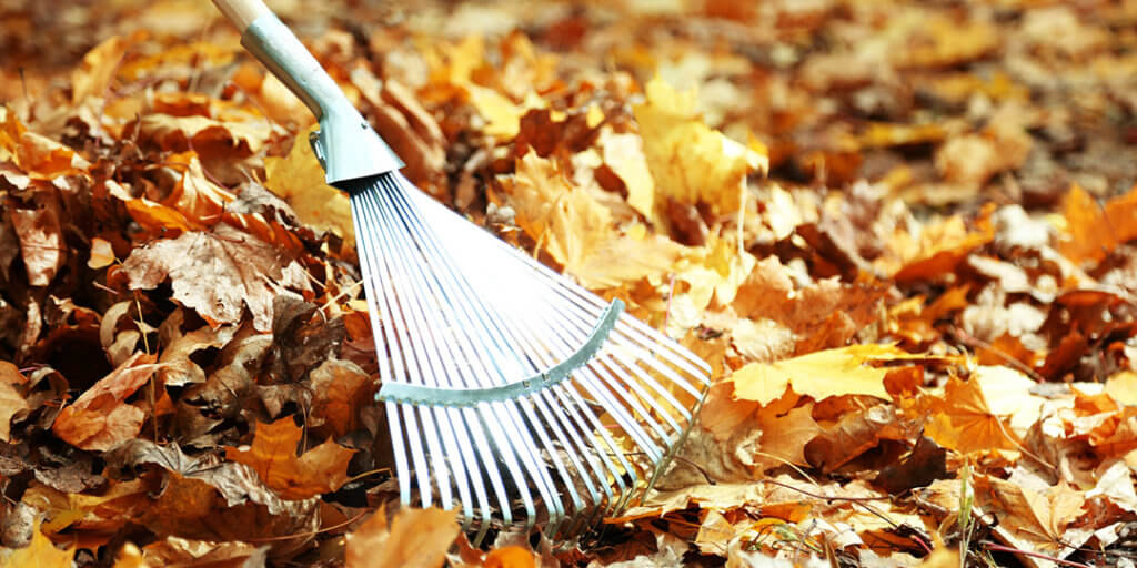 Making Raking Leaves Safe and Fun